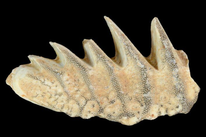 Cretaceous Lungfish (Ceratodus) Tooth Plate - Morocco #115286
